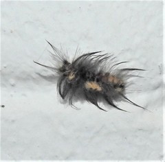 Tumicla sagenaria