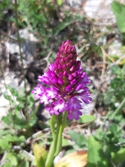 Anacamptis pyramidalis pyramidalis
