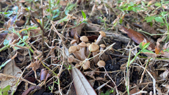 Agaricales