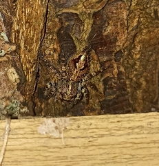 Anarrhotus fossulatus