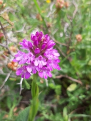 Anacamptis pyramidalis pyramidalis