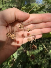 Wissadula amplissima