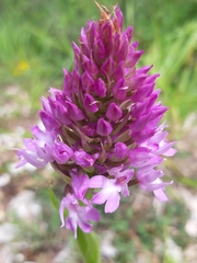 Anacamptis pyramidalis pyramidalis