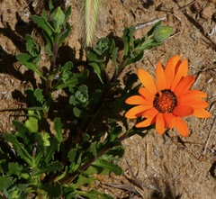 Dimorphotheca sinuata