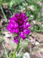 Anacamptis pyramidalis pyramidalis