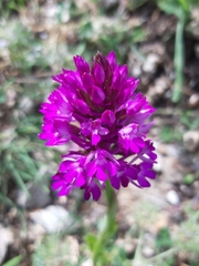 Anacamptis pyramidalis pyramidalis