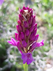 Anacamptis pyramidalis pyramidalis