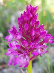 Anacamptis pyramidalis pyramidalis