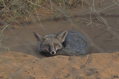Vulpes vulpes pusilla