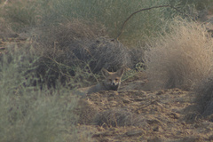 Vulpes vulpes pusilla