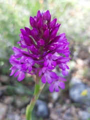 Anacamptis pyramidalis pyramidalis