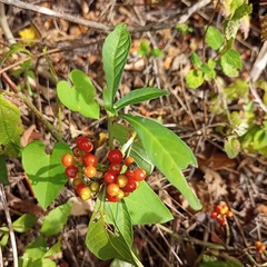 Rauvolfia tetraphylla