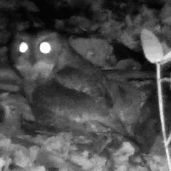 Otus semitorques