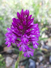 Anacamptis pyramidalis pyramidalis