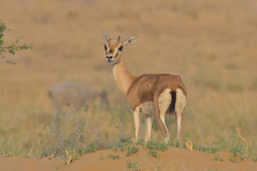 Indian Gazelle