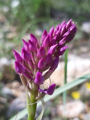 Anacamptis pyramidalis pyramidalis