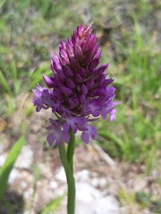 Anacamptis pyramidalis pyramidalis