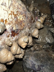 Anthopleura dixoniana