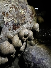 Anthopleura dixoniana