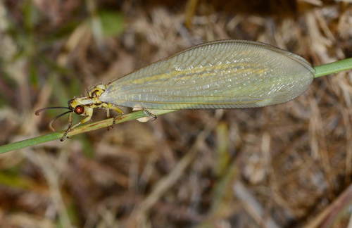Myrmecaelurus solaris