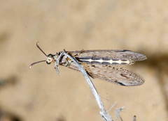 Subgulina talitzkii