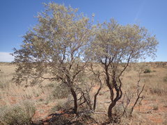 Vachellia haematoxylon