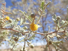 Vachellia haematoxylon