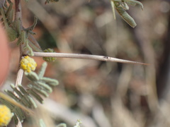 Vachellia haematoxylon