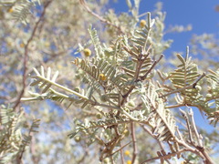 Vachellia haematoxylon