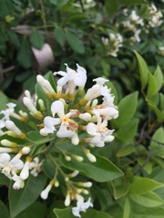 Melodinus suaveolens