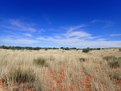 Vachellia haematoxylon