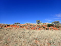 Vachellia haematoxylon