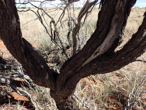 Image of Vachellia haematoxylon by (c) Mahomed Desai, some rights reserved (CC BY)