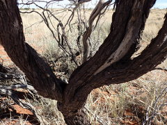 Vachellia haematoxylon