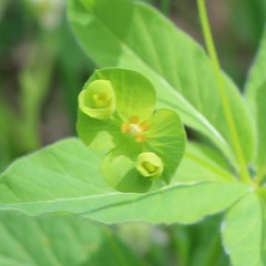 Euphorbia squamosa