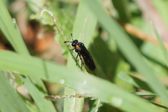 Pseudopachylosticta subflavata