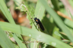 Pseudopachylosticta subflavata