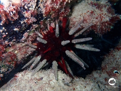 Phyllacanthus irregularis