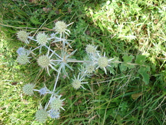 Eryngium planum