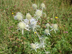 Eryngium planum