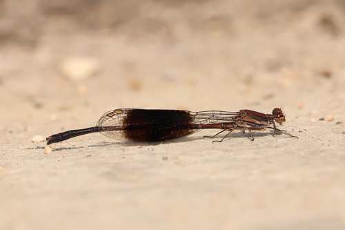 Disparoneura quadrimaculata (Rambur, 1842)