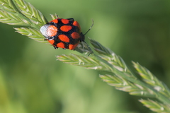 Stiretrus decastigmus