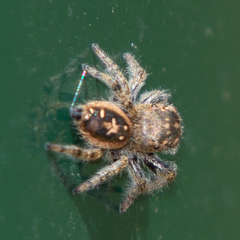 Phidippus texanus