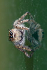 Phidippus texanus