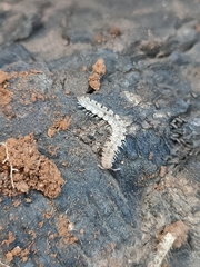 Brachydesmus superus