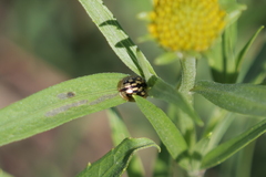Aporocassida graphica