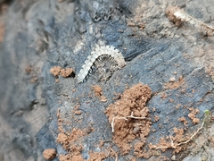 Brachydesmus superus