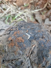 Brachydesmus superus