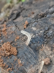 Brachydesmus superus