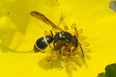 Media resource of Ancistrocerus adiabatus
